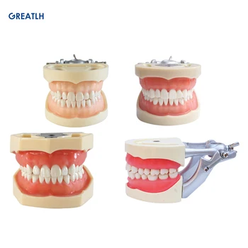 Dantų Burnos Priežiūros Dantį, Dantų Modelio Dantų Ortodontinis Modelis Paciento Bendravimas Ortopedų Studijų Modelis
